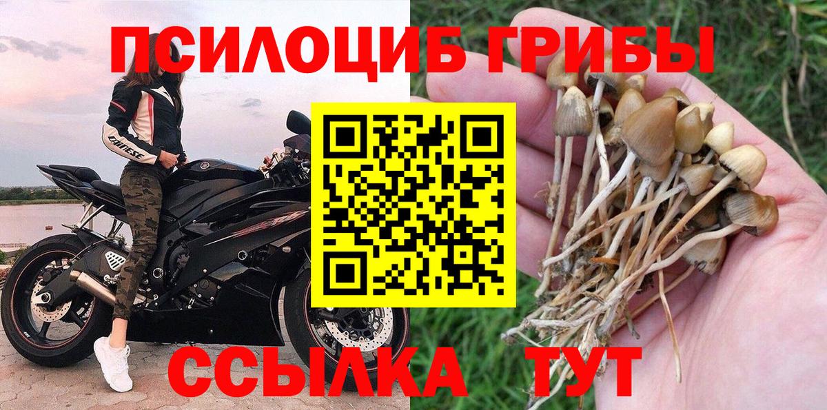 Калуга  Псилоцибиновые грибы Psilocybe  Вход с VPN 